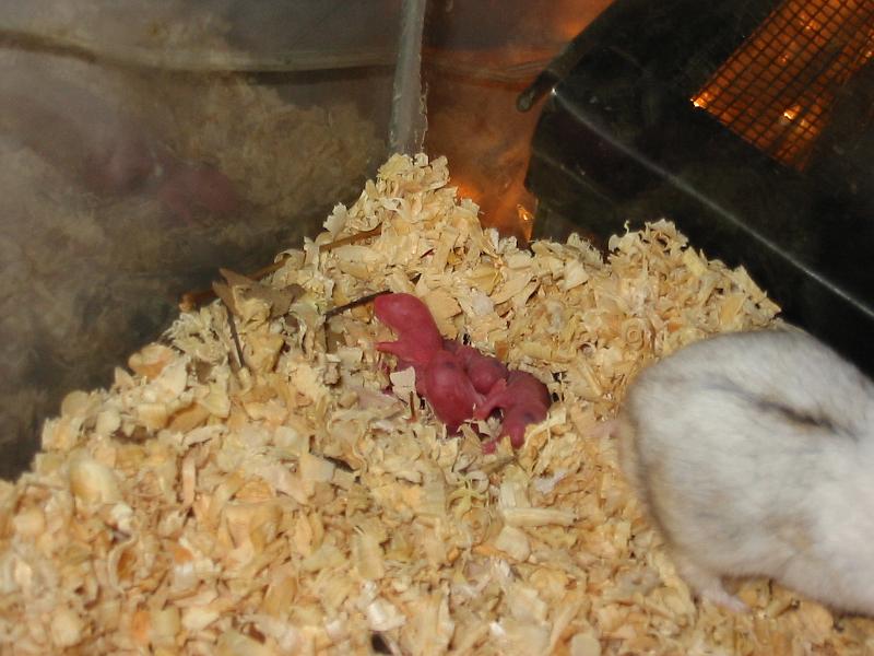 6-13.JPG - Baby hamsters. This was BIG news when one day one of our hamsters had babies!