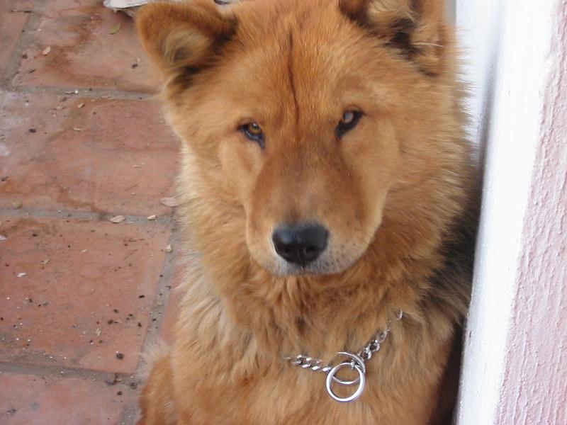 6-26.JPG - Our family dog, Feline.